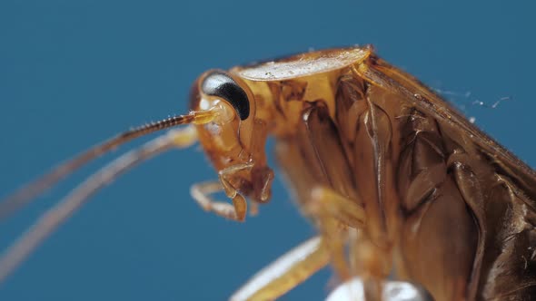 Macro View Under Microscope of Brown Spooky Cockroach Moving Chelas and Antennas on Chroma Key alt