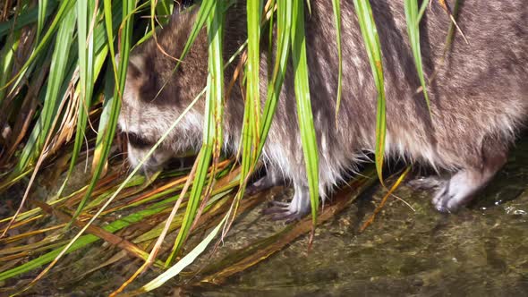 Close up track shot of wild raccoon looking for food in water plants during sunshine outdoors. alt