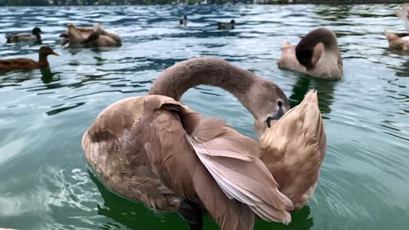 A close up shots of a brown swan cleaning itself in Mondsee Lake with other swans and ducks in the b alt