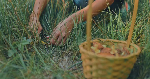 Woman's Hands Spread the Grass and Cut a Mushroom in the Forest
