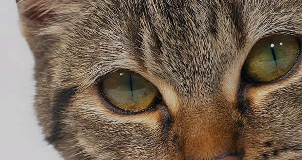 Brown Tabby Domestic Cat on White Background, Close-up of Eyes, Real Time 4K