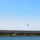 Seagull (4K) - VideoHive Item for Sale