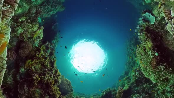 Coral Reef and Tropical Fish alt