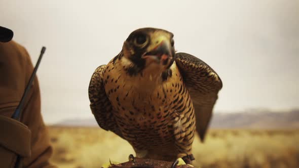 Close up of a falcon looking down to eat then looking up with meat and feather stuck to its beak wit alt