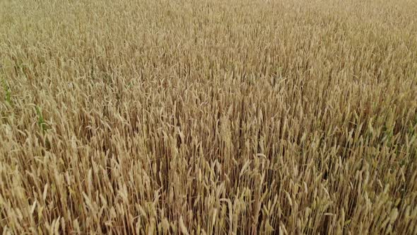 Moving Forward Over a Ripe Wheat Field Russia