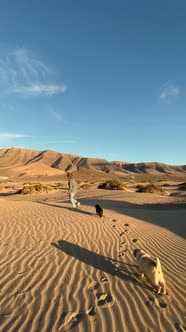 Happy dogs owner run and play at the beach with her two best friends old pug during summer holiday alt