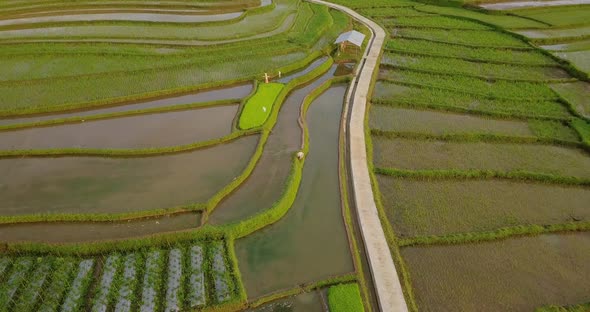 Aerial view of terraced rice fields in Magelang, Indonesia. round drone shoot of tropical landscape. alt