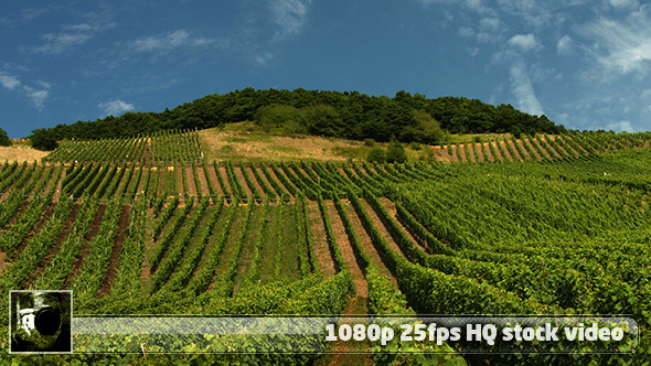 Moselle Valley Wineyard 1