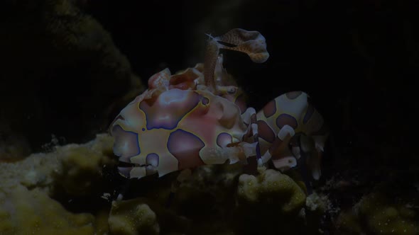 Wide angle shot of a harlequin shrimp on a coral reef at night. alt