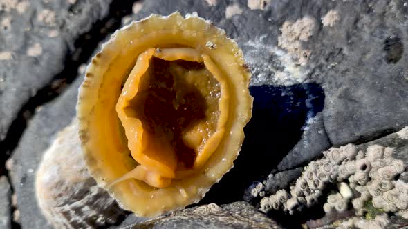 The Common Limpet Patella Vulgata Sea Mollusc is an Aquatic Snail with Uncommonly Strong Teeth alt