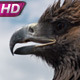 Golden Eagle on Sky Background - VideoHive Item for Sale