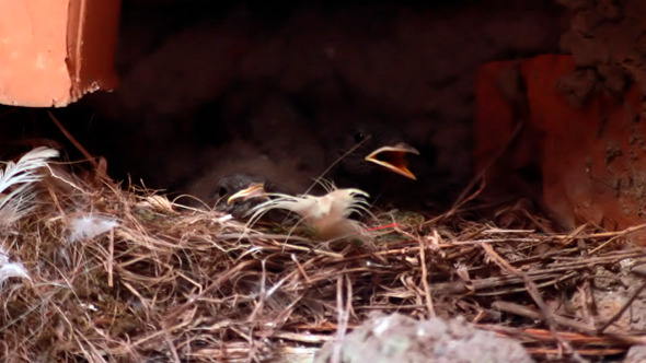 Baby Birds In Nest Chicks Spring Birth New Life 2