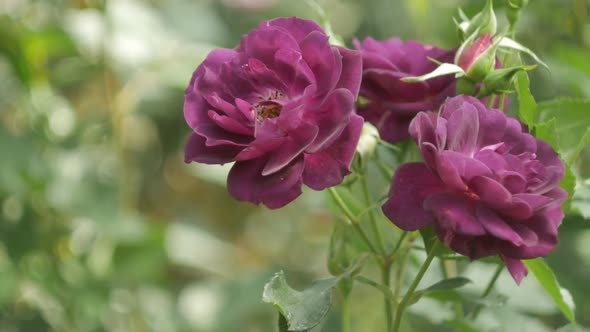 Violet Rose Flower alt