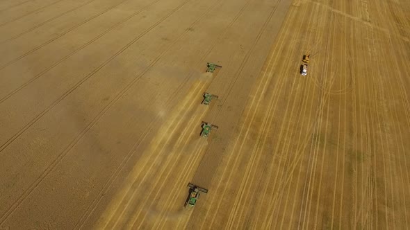 Wheat Harvest