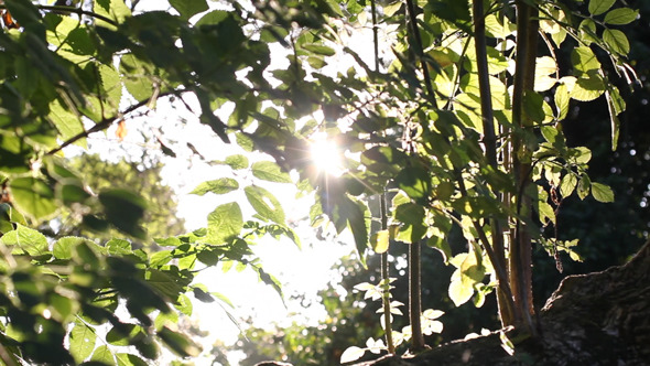 Sliding Forest 02 alt