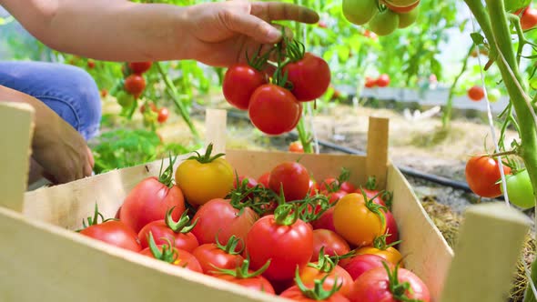 Woman's Hands Harvesting Fresh Organic Tomatoes Putting in Box alt
