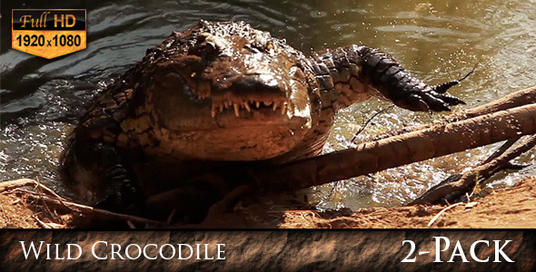 Wild Crocodile Africa