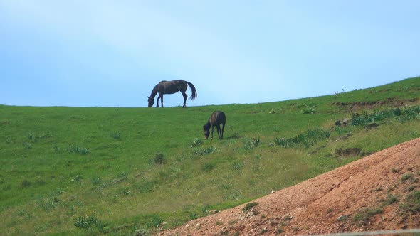 Horses Graze In The Mountains 1