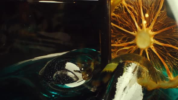 Alcoholic Drink With Lemon And Ice alt