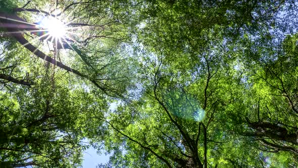 Green Trees and Sun Summer Concept. Walking Through Beautiful Summer Forest in Sunny Day. FHD  alt