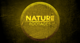 Nature Footages