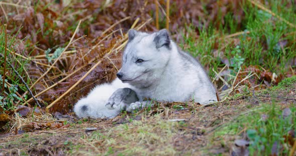 Observant Arctic Fox Lying at Forest Floor in the Late Fall alt