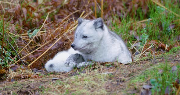Observant Arctic Fox Lying at Forest Floor in the Late Fall