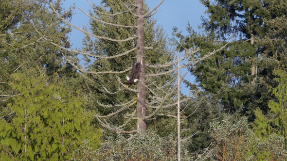 Bald Eagle Fly's From Dead Snag in Forest