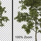 Breezy Thin Tree - Alpha Channel - Fullhd - VideoHive Item for Sale