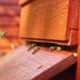 Bees Entering Hive - VideoHive Item for Sale