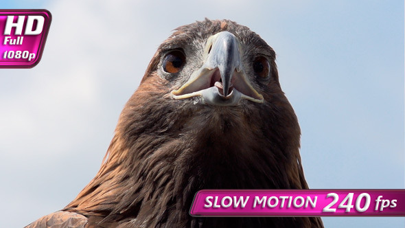 Golden Eagle Looks Around alt