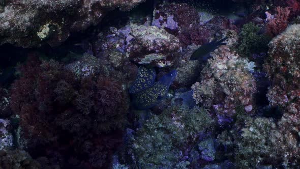 Mediterranean moray eels moving between rocks. Shot in slow motion. alt