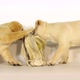 Yellow Labrador Retriever, Puppies Playing with a Dish Towel on White Background, Normandy - VideoHive Item for Sale