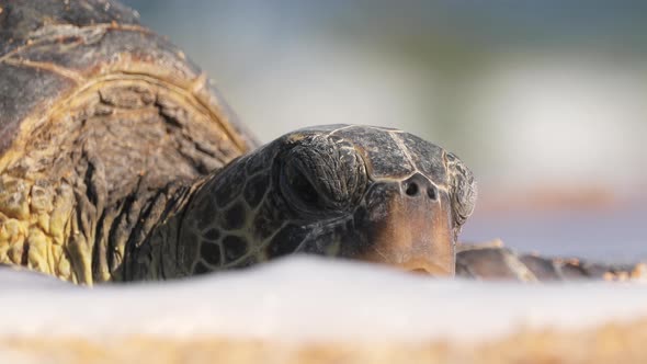 Wildlife Conservation Sea Turtle Sleeping on Beach Washed By Ocean Waves alt