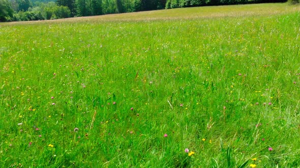 drone aerial flight over green field close up alt