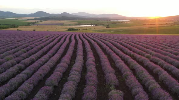 Flight  Above Levels With Blooming Lavender alt