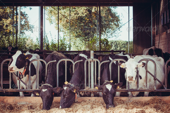 cows in a farm. Dairy cows in a farm. - Stock Photo - Images