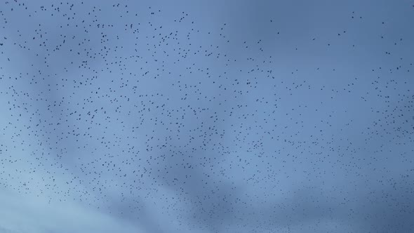 Starlings Fill The Sky During Murmuration Flight With Beautiful Patterns