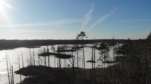 Dry spruce tree top flyover aerial drone view with many small islands in frozen swamp lake with dry alt
