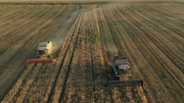 Running Harvesters At Sunset  alt
