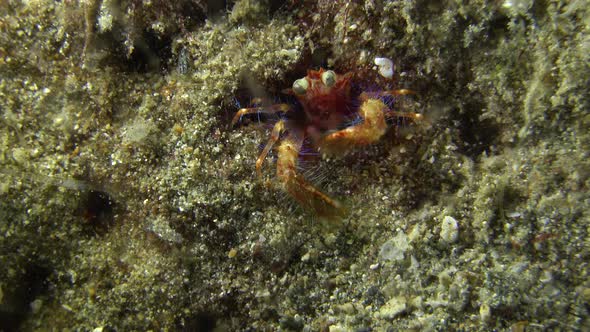 Olivar's squat lobster feeding at night on a coral reef in the Philippines. alt