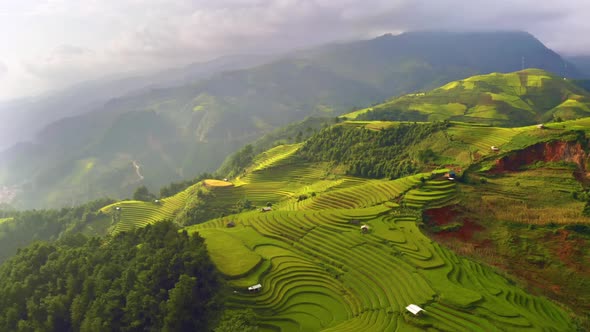 Aerial top view of fresh paddy rice terraces, agricultural fields in Vietnam.