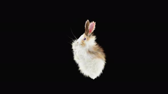 Rabbit Dancing 4K alt
