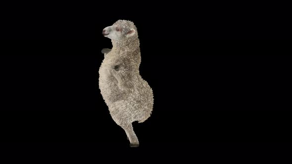 24 Sheep Dancing 4K alt