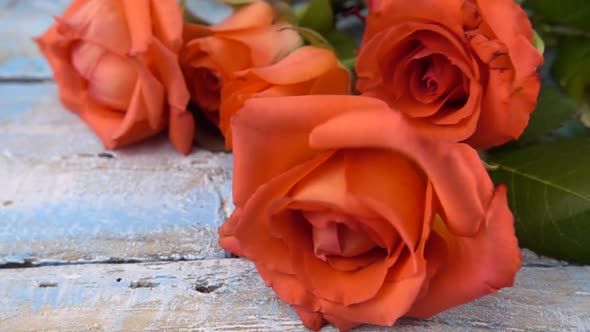 Bouquet of fresh roses flowers drops on vintage wooden light blue surface. Slow motion. alt