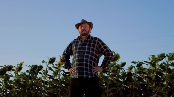 Cheerful Old Farmer with Arms on Hips with a Hat Stands Between Sunflower Crops alt