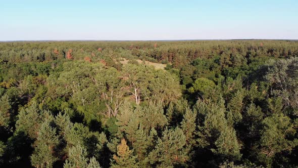 Aerial View on Pine Forest. Wood Park with Green Trees. View From Above alt