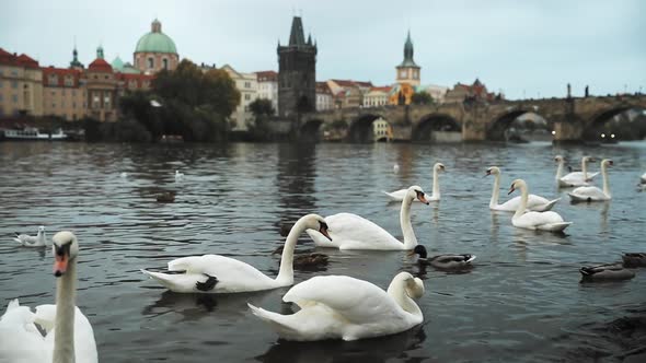 Prague, Czech Republic. White Swans Swimming In The Vltava River. Famous Old Charles Bridge On alt