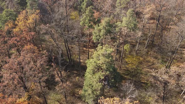 Forest with Trees in an Autumn Day alt