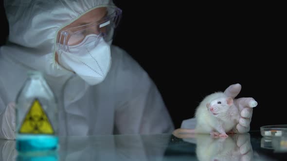 Scientist Observing Rat Reaction After Biological Hazard, Bioweapon Development alt